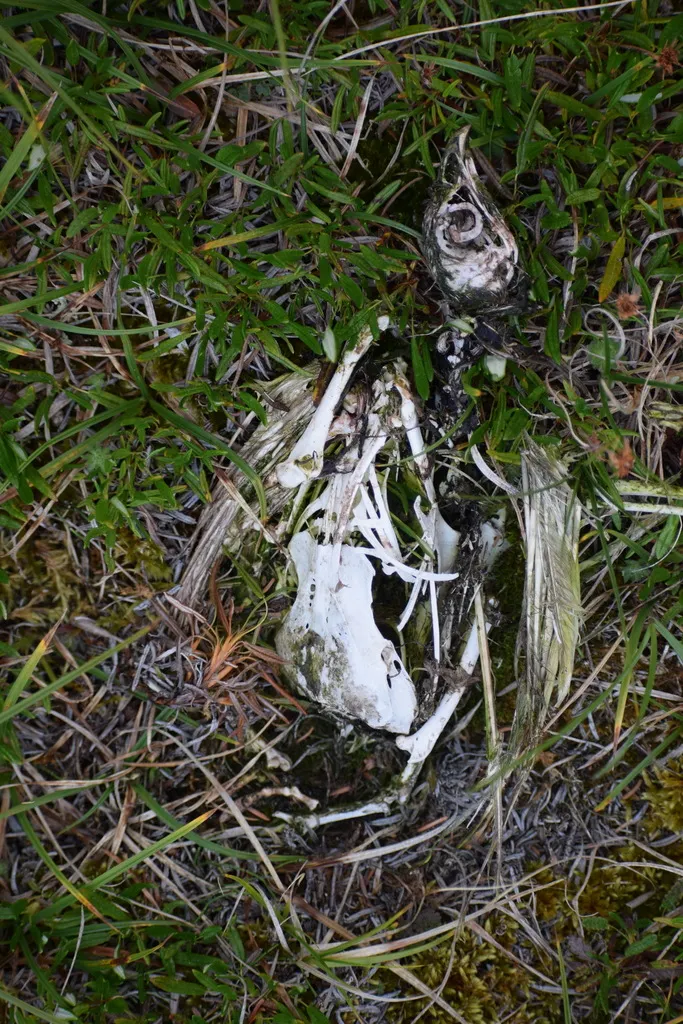 柳雷鸟(Lagopus lagopus)