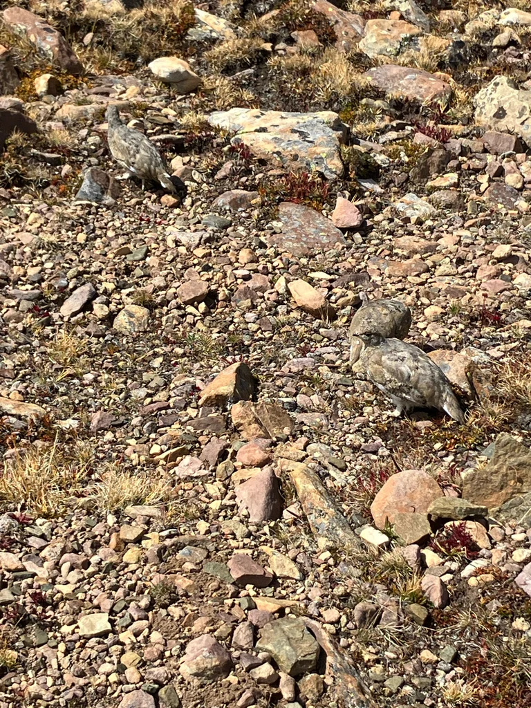 白尾雷鸟(Lagopus leucura)