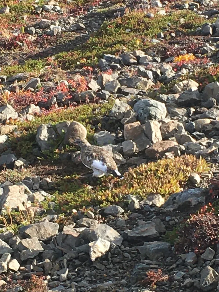 白尾雷鸟(Lagopus leucura)