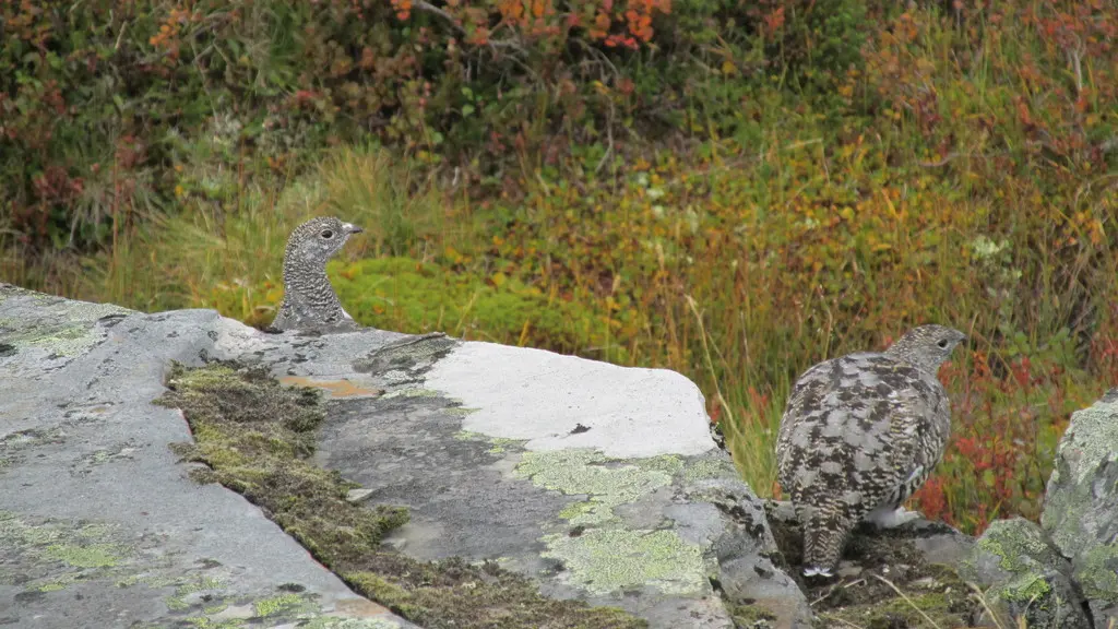 岩雷鸟(Lagopus muta)