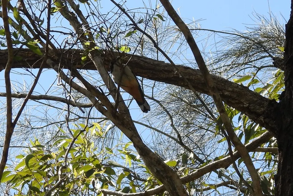 杂色鸣鹃鵙(Lalage leucomela)