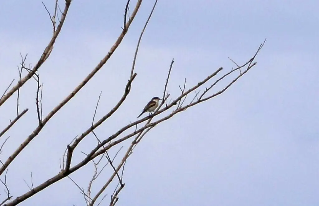 长尾鸣鹃鵙(Lalage leucopyga)