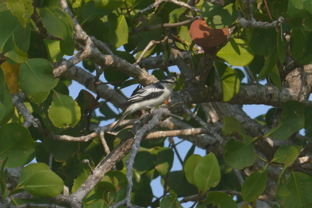 白腰鸣鹃鵙(Lalage leucopygialis)
