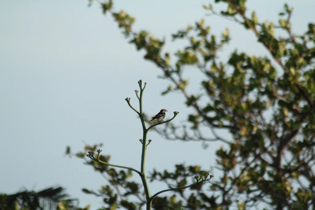 斑鸣鹃鵙(Lalage maculosa)