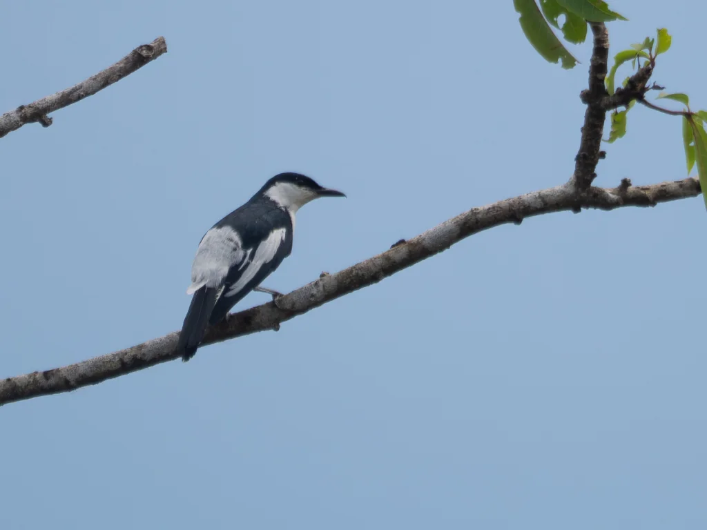 黑白鸣鹃鵙(Lalage melanoleuca)