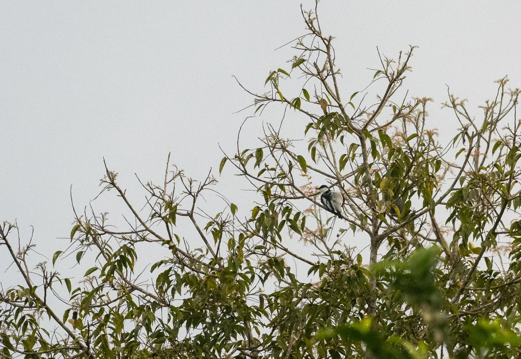 黑白鸣鹃鵙(Lalage melanoleuca)