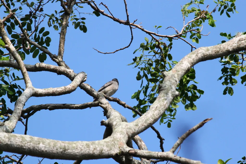 黑头鹃鵙(Lalage melanoptera)