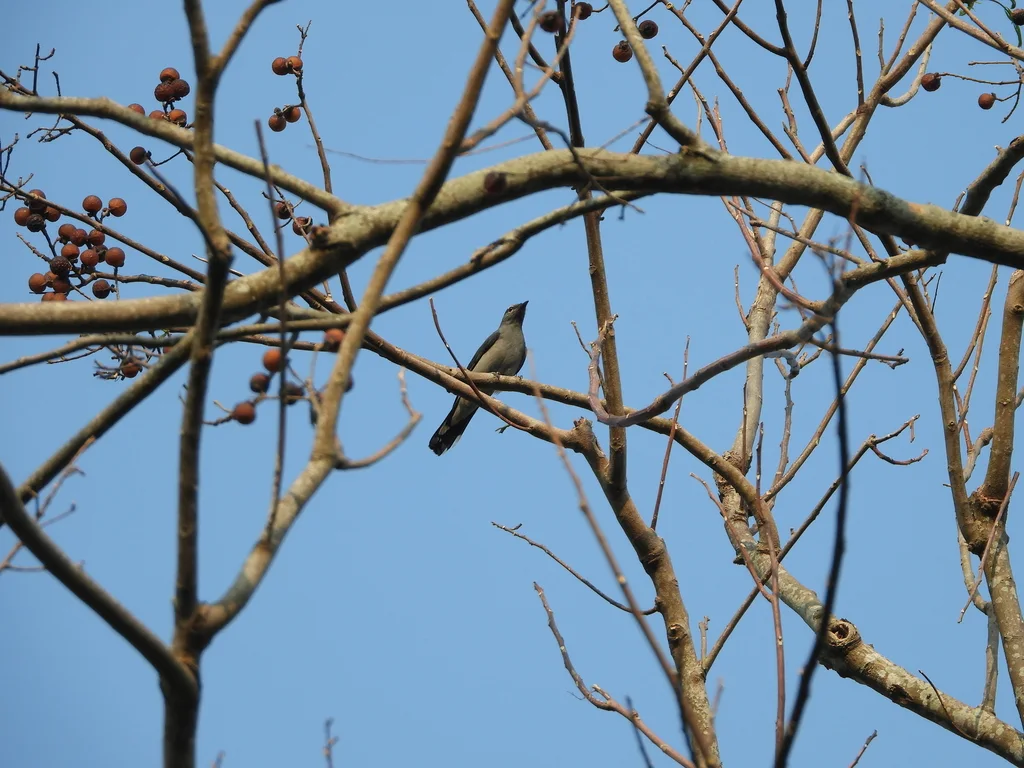 暗灰鹃鵙(Lalage melaschistos)
