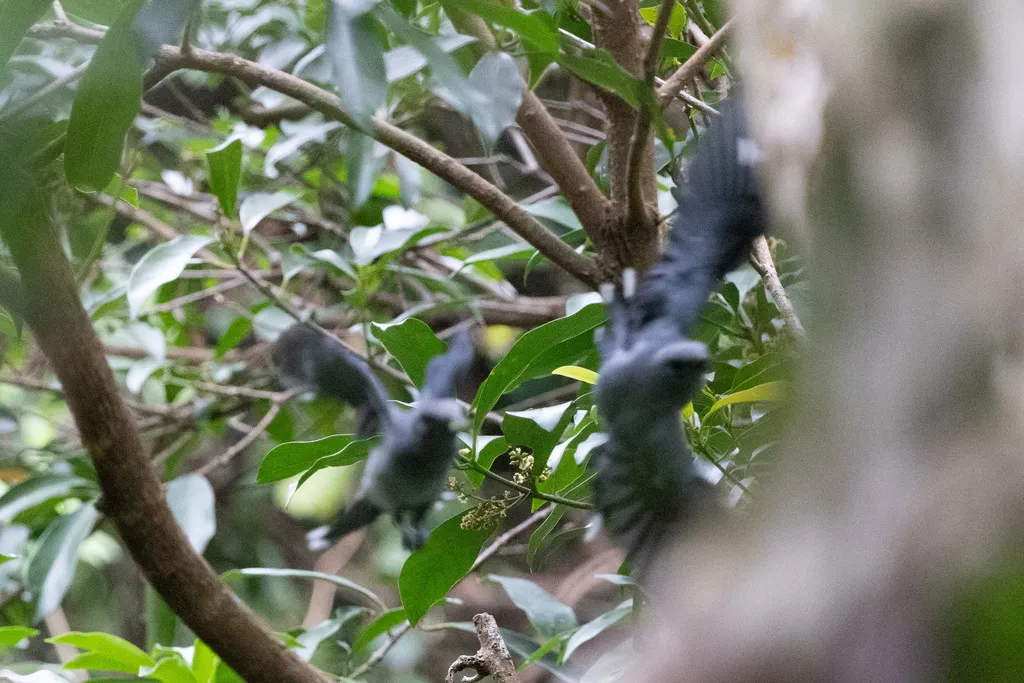 暗灰鹃鵙(Lalage melaschistos)