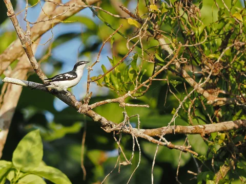 白眉鸣鹃鵙