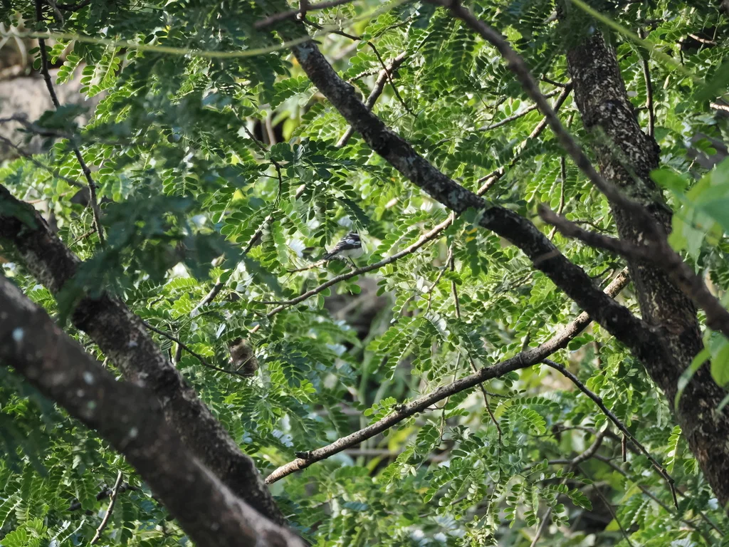 白肩鸣鹃鵙(Lalage sueurii)