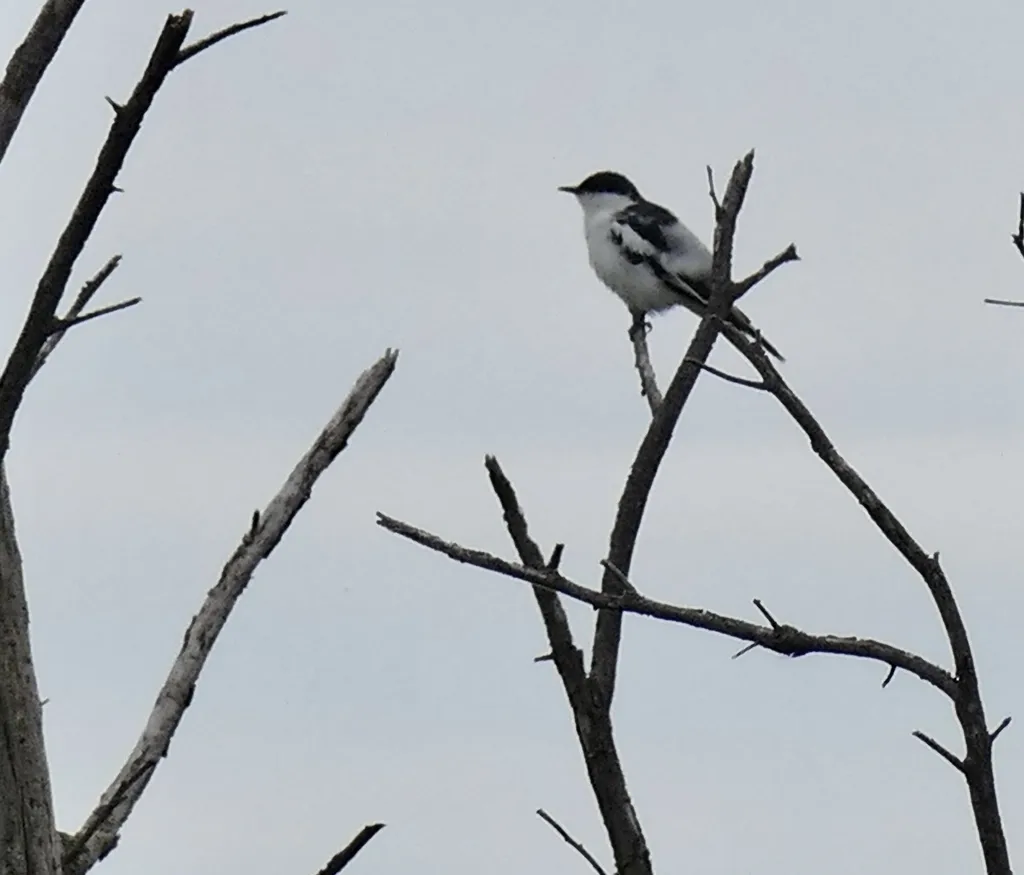 白翅鸣鹃鵙(Lalage tricolor)