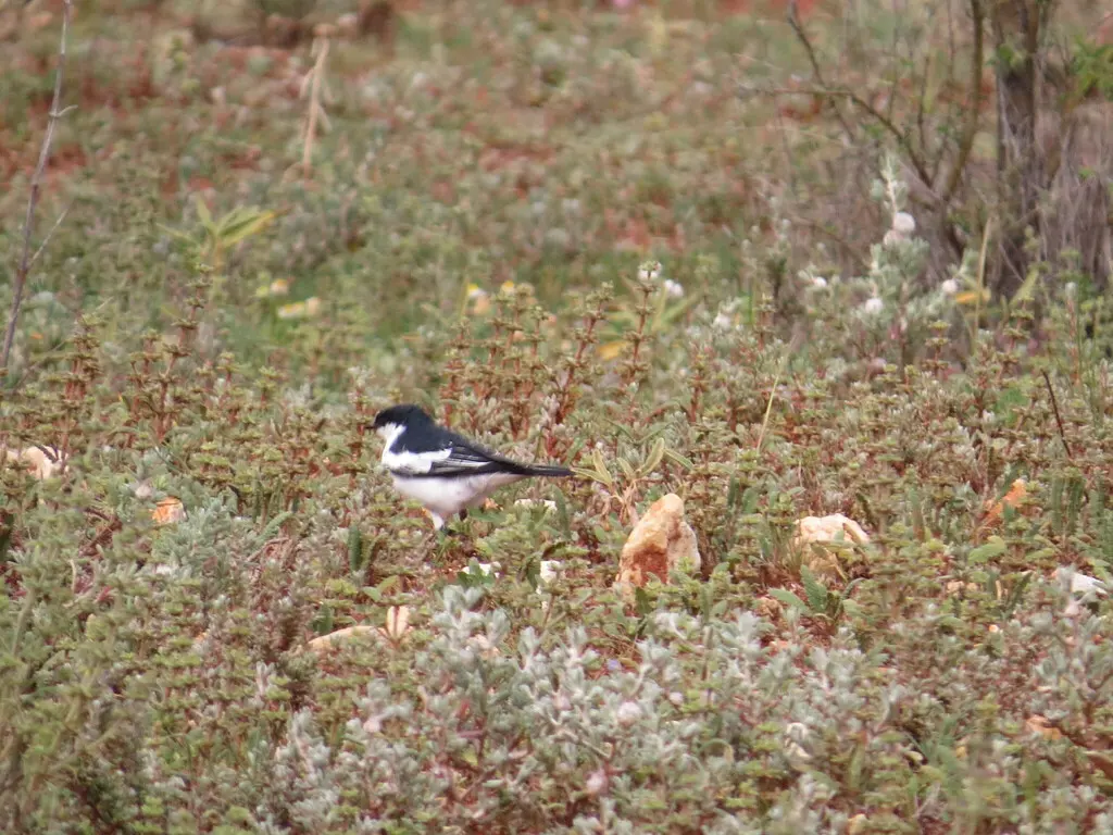 白翅鸣鹃鵙(Lalage tricolor)