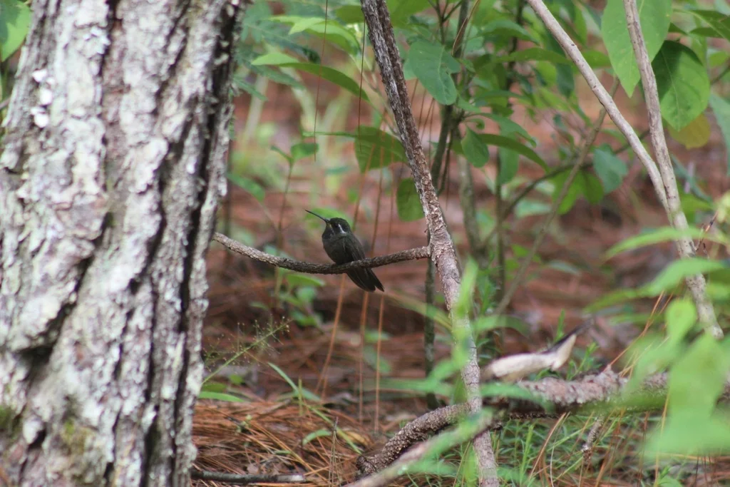 辉紫喉宝石蜂鸟(Lampornis amethystinus)