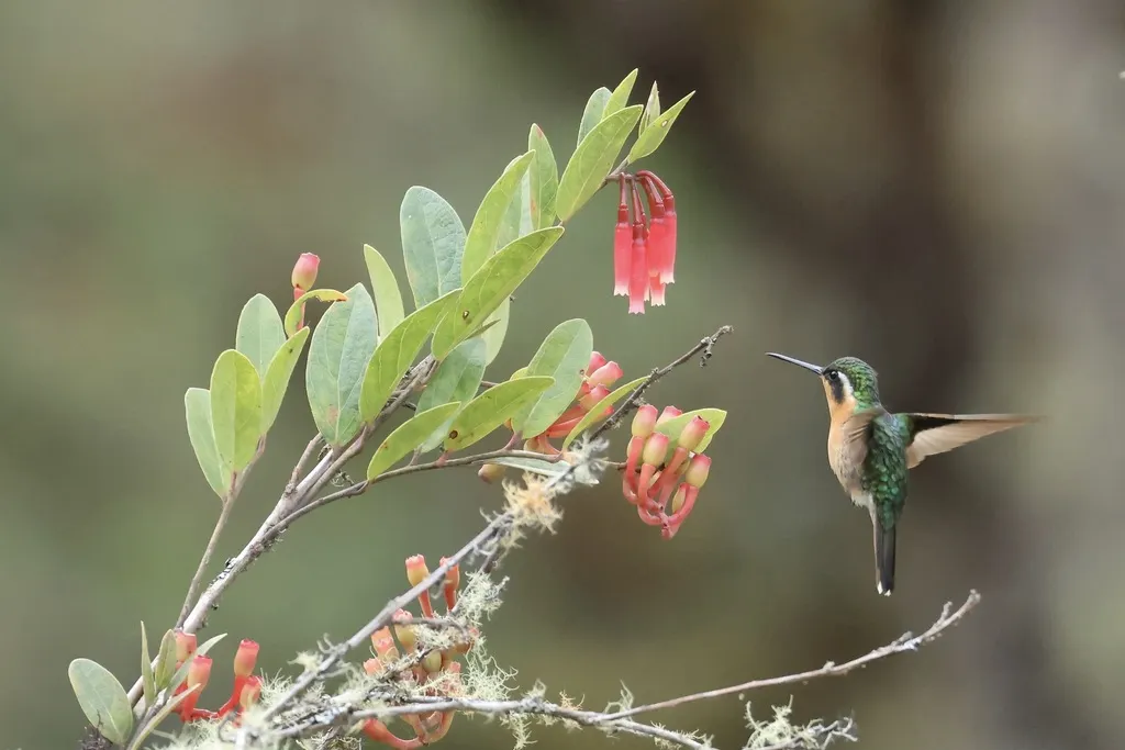 白喉宝石蜂鸟（Lampornis castaneoventris）