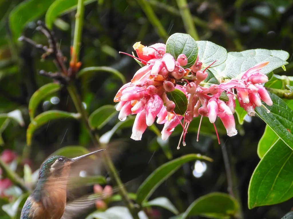 白喉宝石蜂鸟（Lampornis castaneoventris）