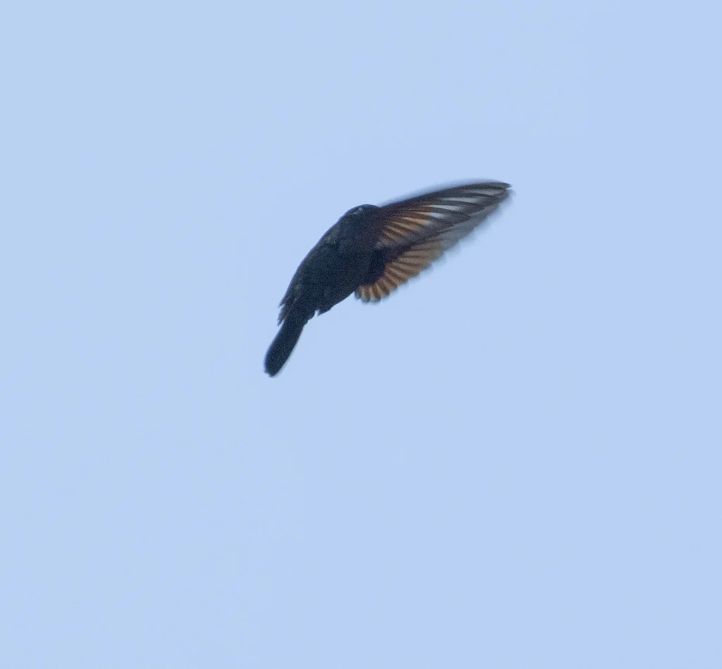 红喉蜂鸟(Lamprolaima rhami)