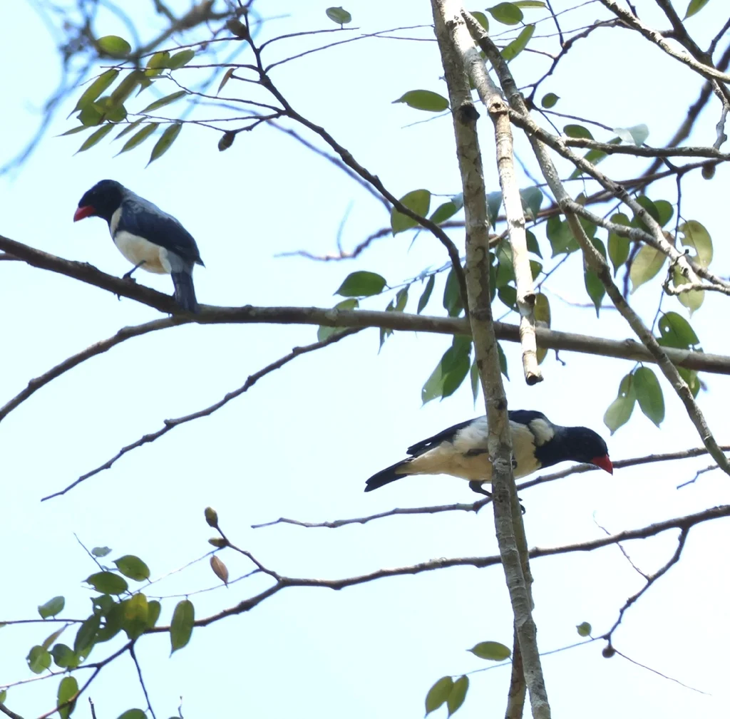 红嘴唐纳雀(Lamprospiza melanoleuca)