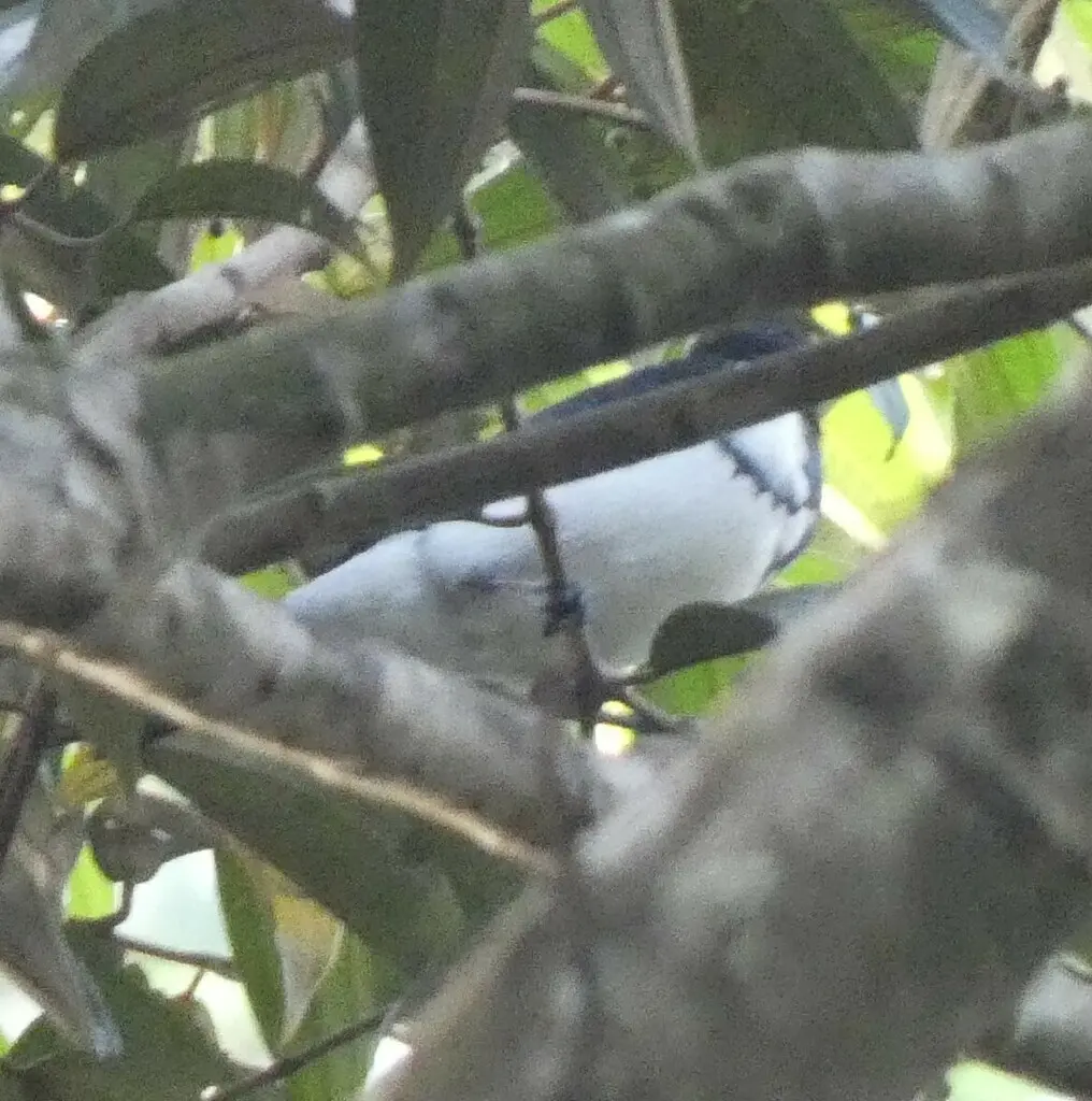 红嘴唐纳雀(Lamprospiza melanoleuca)