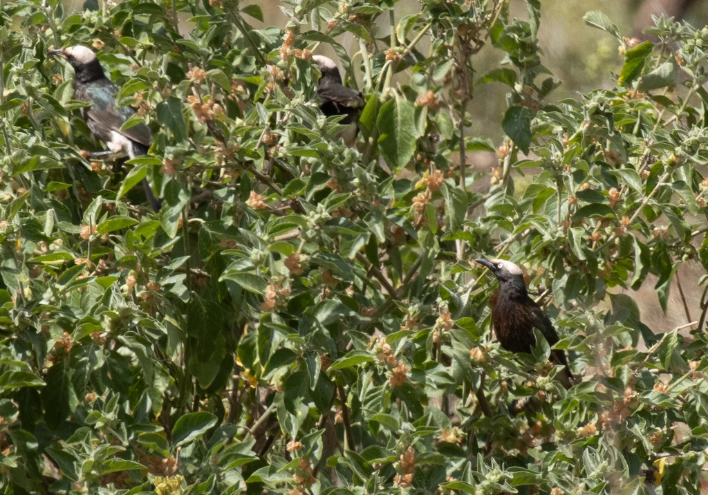 白冠丽椋鸟(Lamprotornis albicapillus)