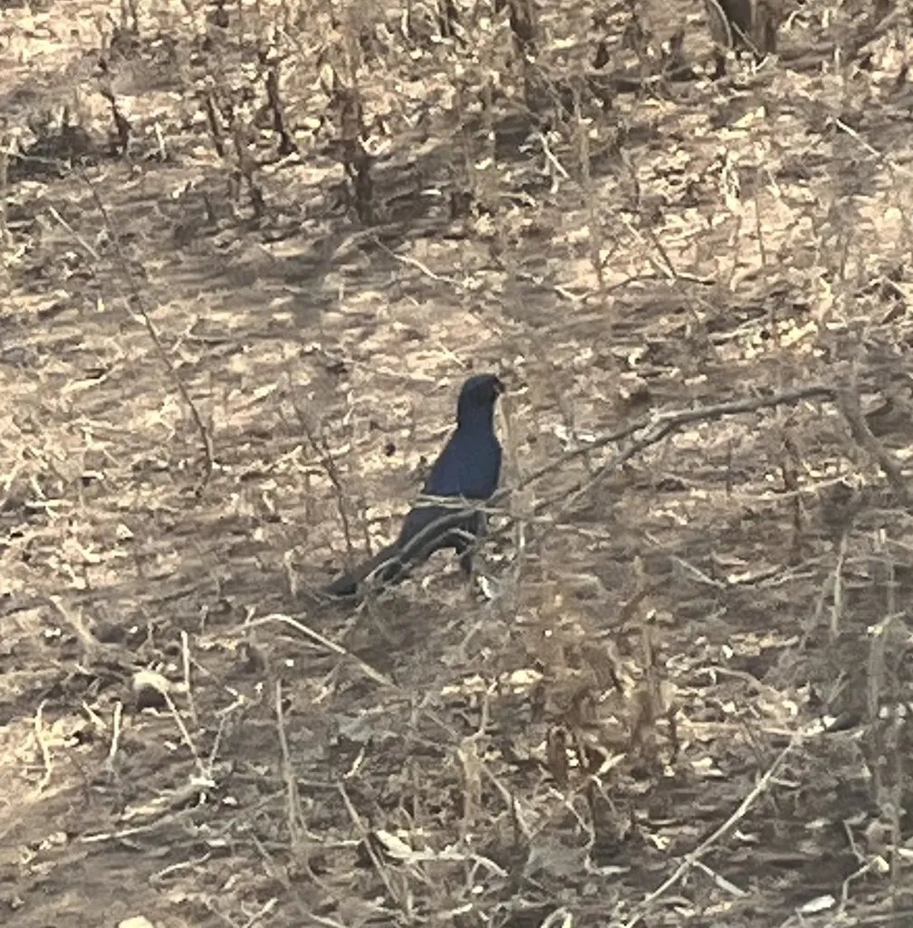 巨辉椋鸟(Lamprotornis australis)