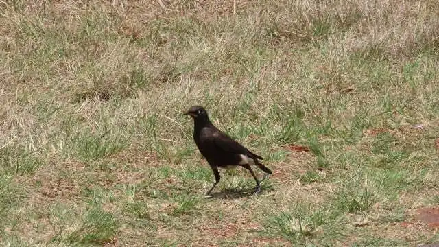 非洲丽椋鸟(Lamprotornis bicolor)