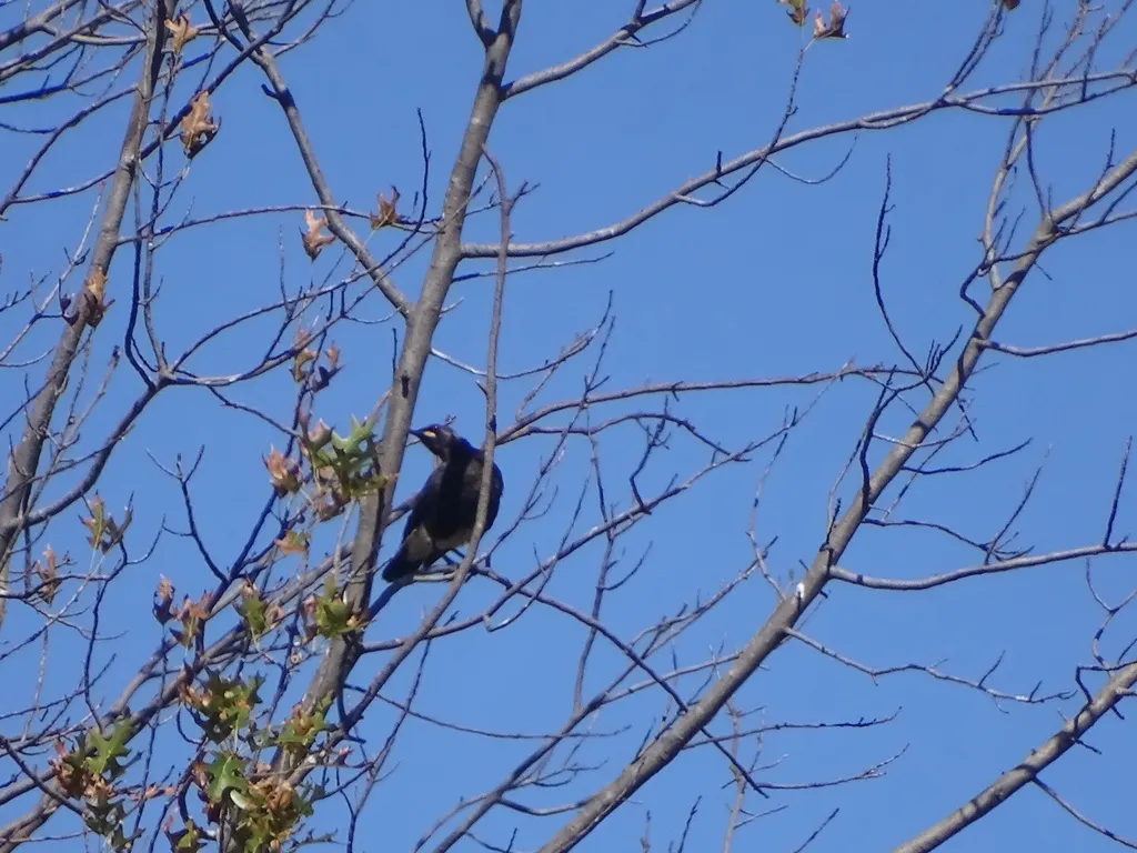 非洲丽椋鸟(Lamprotornis bicolor)