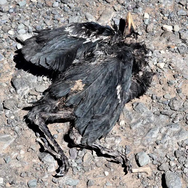 非洲丽椋鸟(Lamprotornis bicolor)