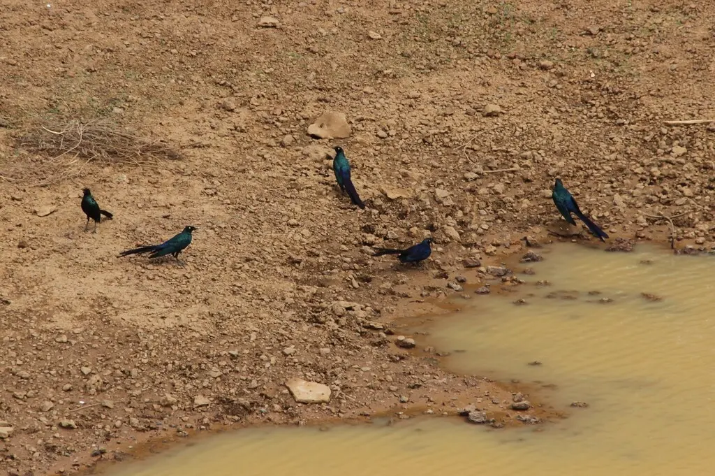 长尾丽椋鸟(Lamprotornis caudatus)