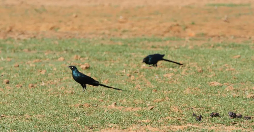 长尾丽椋鸟(Lamprotornis caudatus)