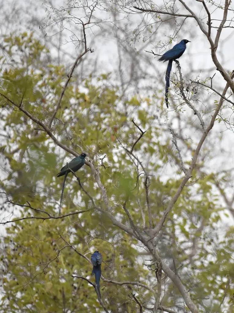 长尾丽椋鸟(Lamprotornis caudatus)