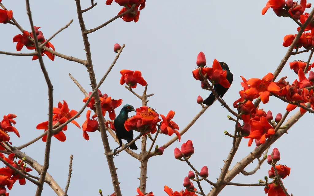 铜绿辉椋鸟(Lamprotornis chalcurus)