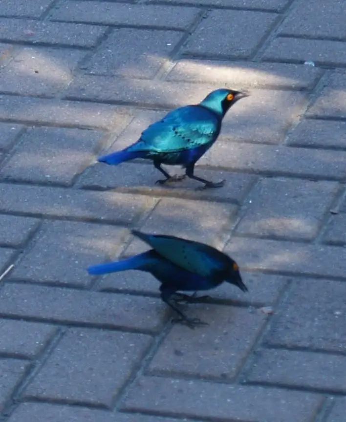蓝耳丽椋鸟（Lamprotornis chalybaeus）