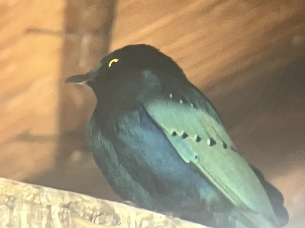 蓝耳丽椋鸟（Lamprotornis chalybaeus）