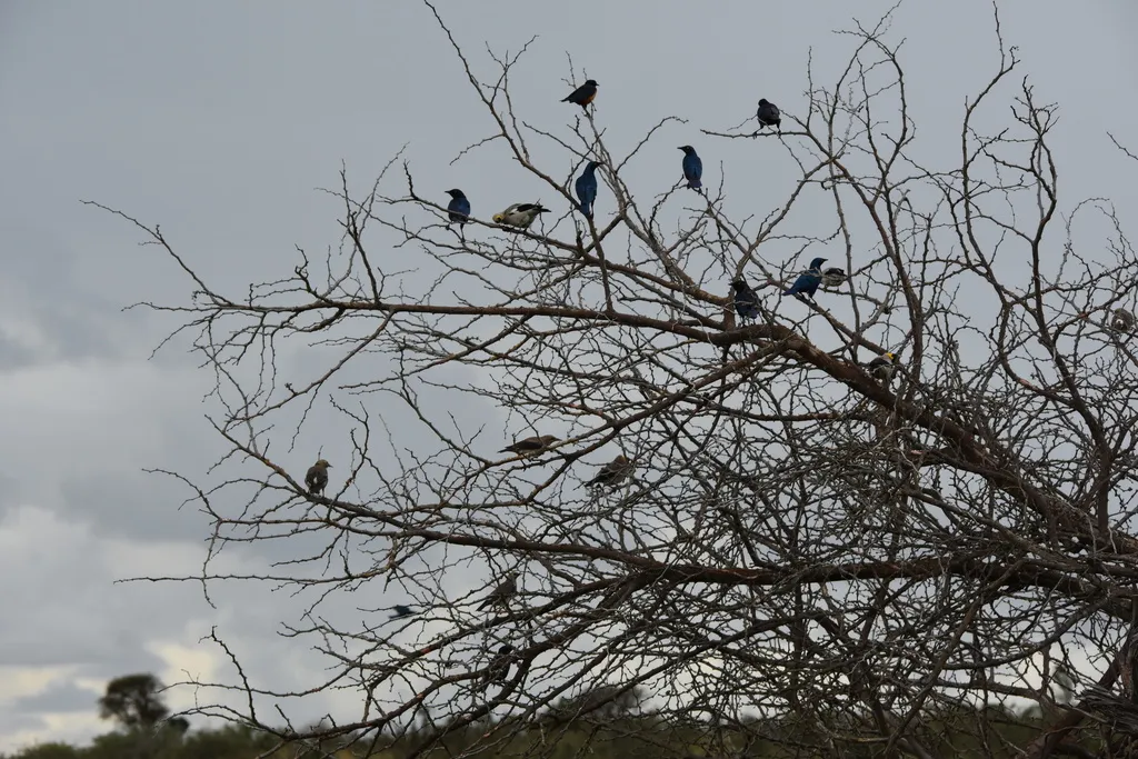 蓝耳丽椋鸟（Lamprotornis chalybaeus）