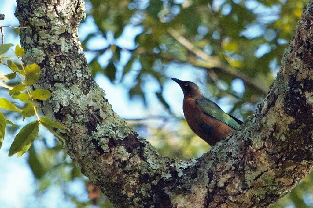 小蓝耳辉椋鸟(Lamprotornis chloropterus)