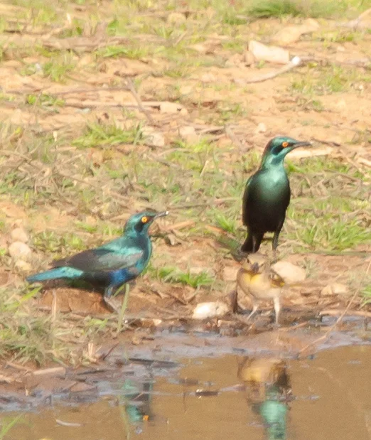 小蓝耳辉椋鸟(Lamprotornis chloropterus)