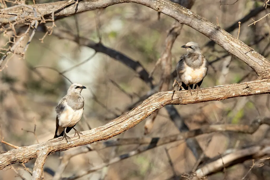 费氏丽椋鸟（Lamprotornis fischeri）