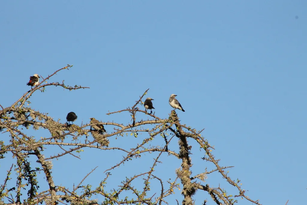 费氏丽椋鸟（Lamprotornis fischeri）