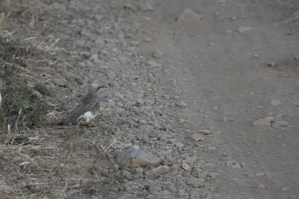 费氏丽椋鸟（Lamprotornis fischeri）