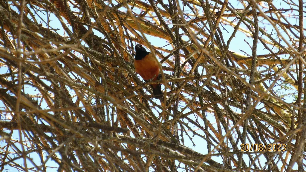 希氏丽椋鸟（Lamprotornis hildebrandti）