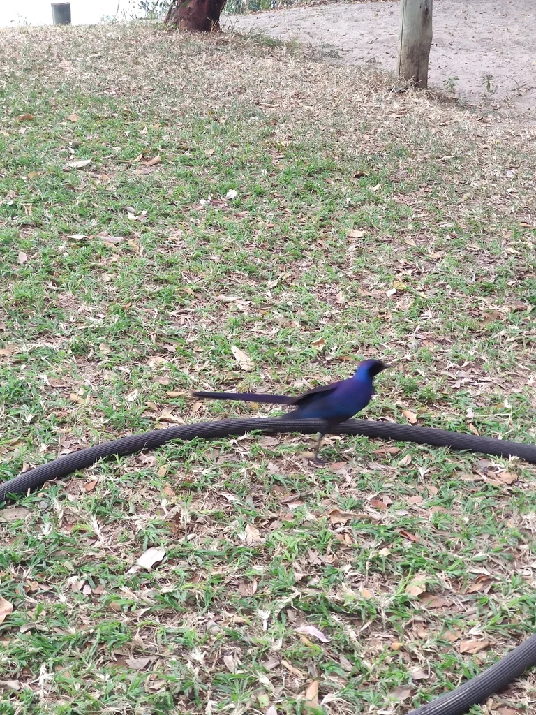 米氏辉椋鸟(Lamprotornis mevesii)
