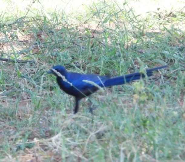 米氏辉椋鸟(Lamprotornis mevesii)