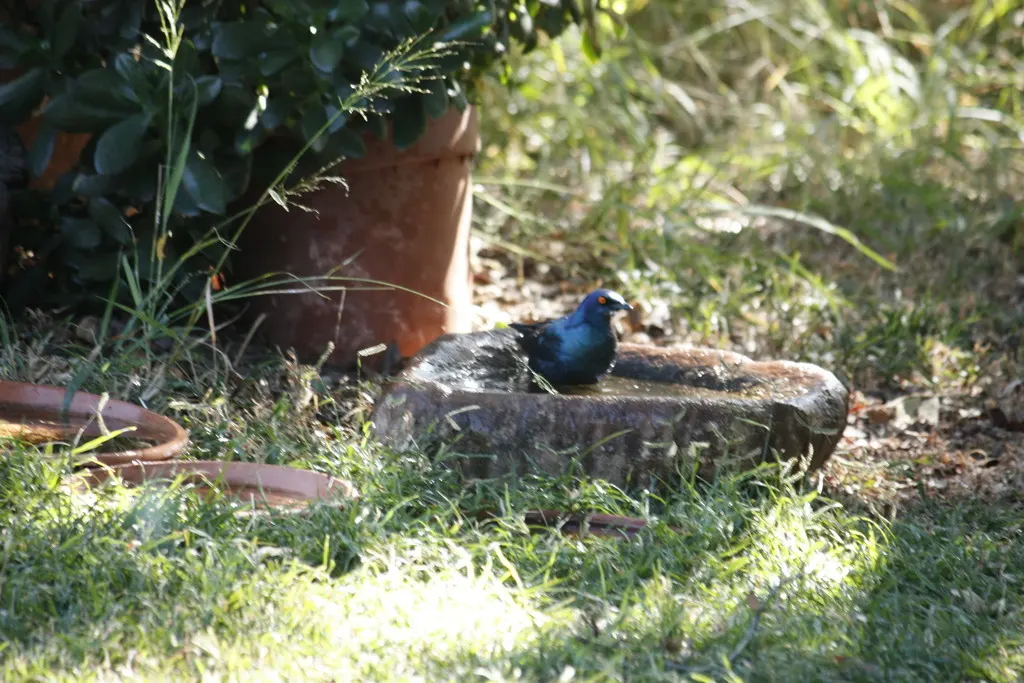 红肩辉椋鸟(Lamprotornis nitens)