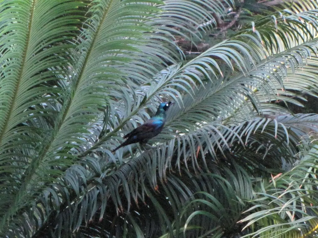 丽辉椋鸟（Lamprotornis ornatus）