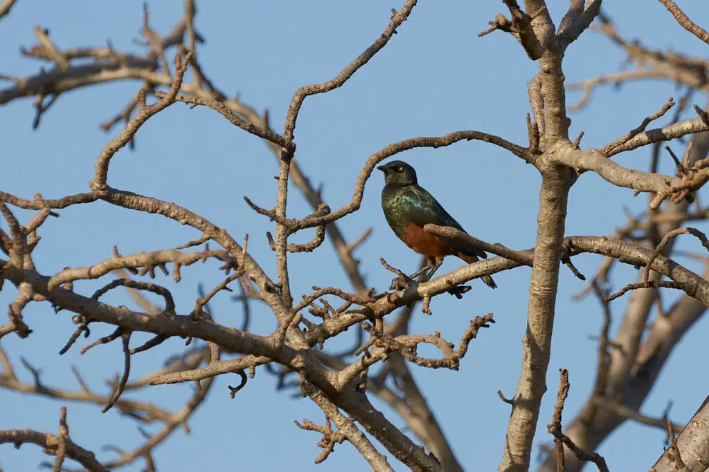 栗腹丽椋鸟(Lamprotornis pulcher)