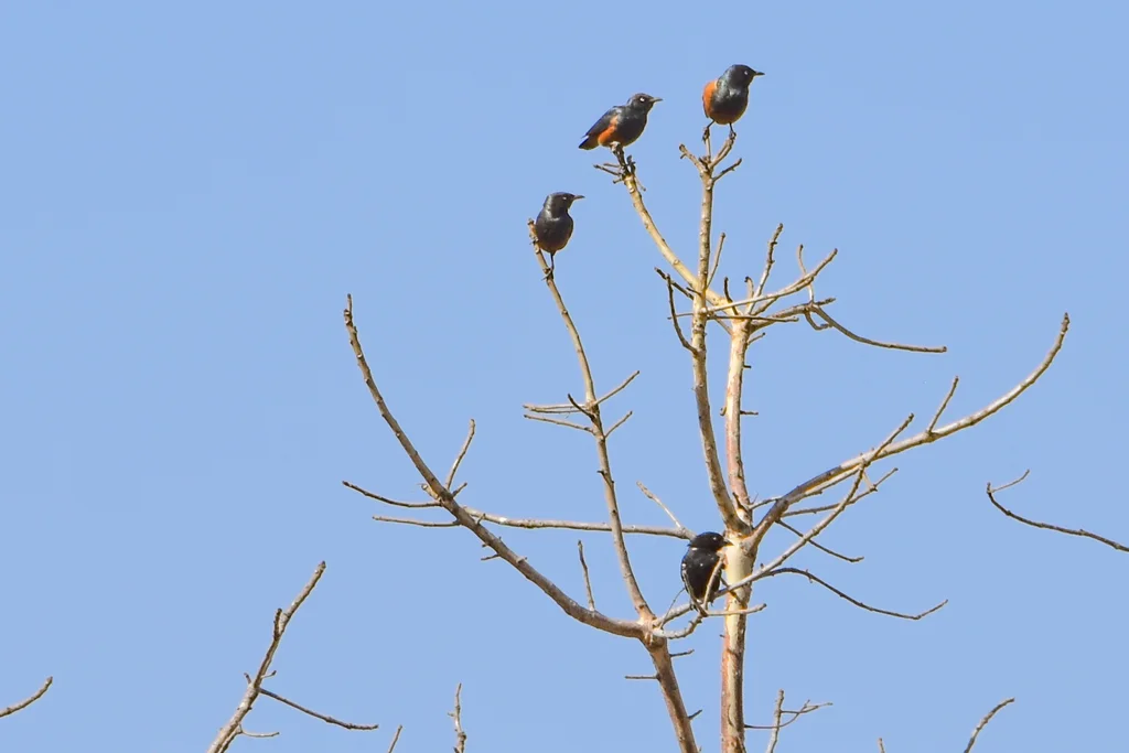 栗腹丽椋鸟(Lamprotornis pulcher)