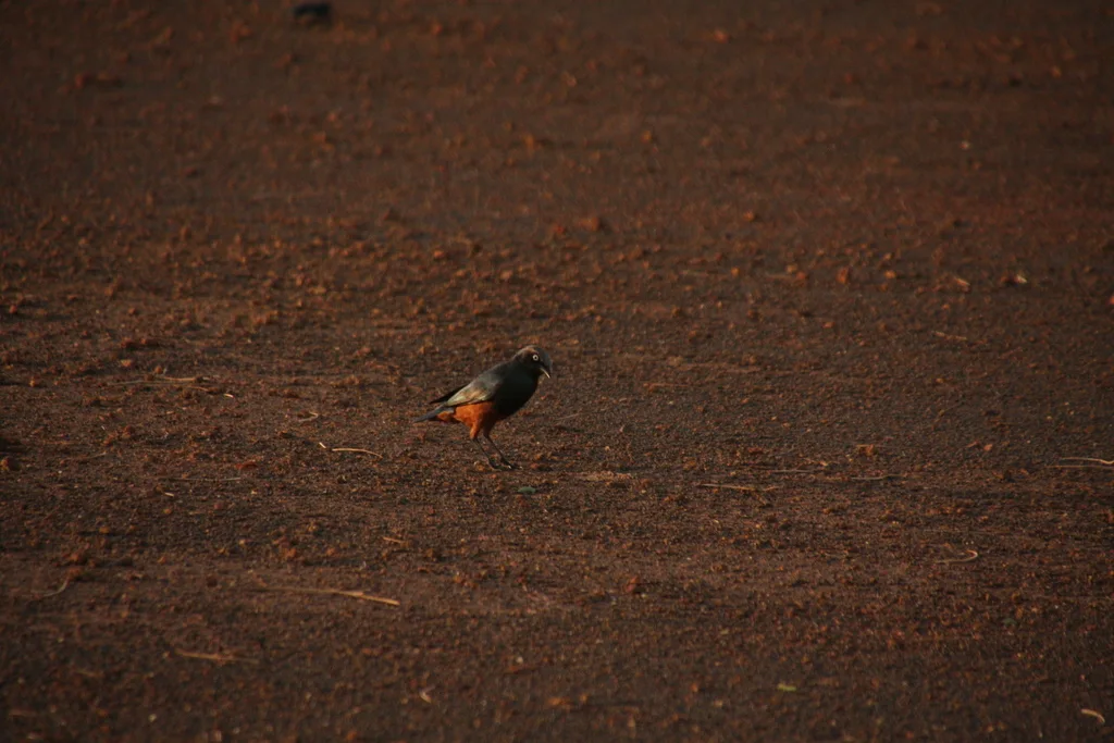 栗腹丽椋鸟(Lamprotornis pulcher)