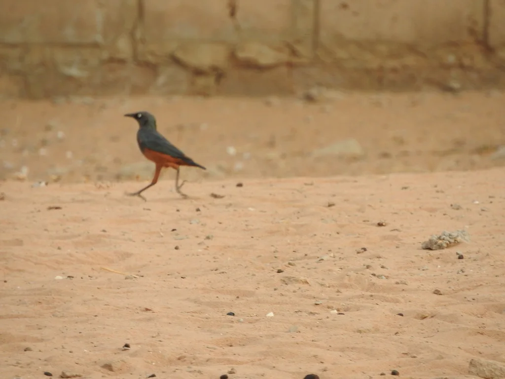 栗腹丽椋鸟(Lamprotornis pulcher)