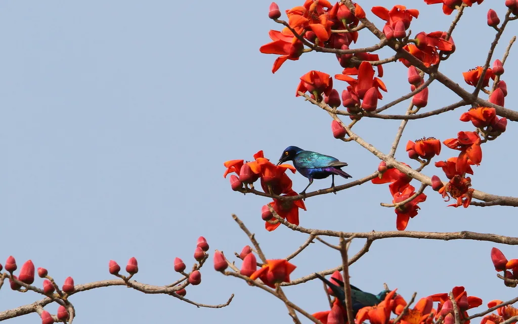紫辉椋鸟(Lamprotornis purpureus)